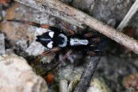 Kishidaia conspicua