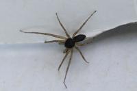 Philodromus dispar