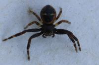 Synema globosum