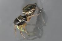 Heliophanus