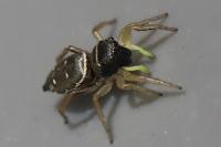 Heliophanus