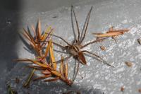 Pisaura mirabilis