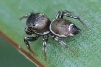 Heliophanus