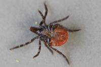 Ixodes ricinus