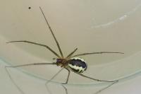 Frontinellina frutetorum