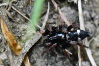 Kishidaia conspicua