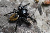 Carrhotus xanthogramma