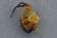 Thomisus onustus