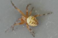 Araneus diadematus