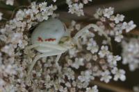 Misumena vatia