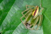 Micrommata virescens