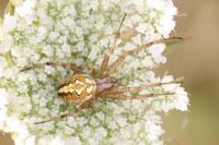 Neoscona adianta