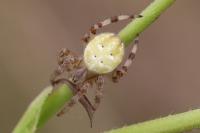 Araneus quadratus
