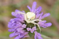 Misumena vatia