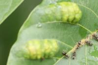 Aceria erinea
