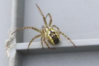 Mangora acalypha