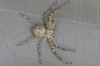 Philodromus margaritatus