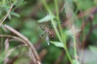 Argiope bruennichi