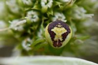 Ebrechtella tricuspidata