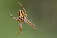 Neoscona adianta