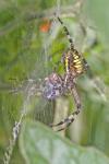 Argiope bruennichi