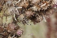 Araneus quadratus