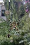 Argiope bruennichi