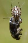 Neoscona adianta