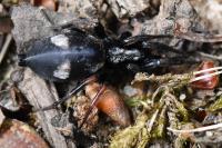 Kishidaia conspicua