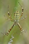 Argiope bruennichi