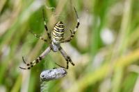 Argiope bruennichi