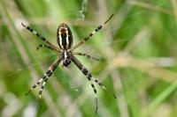 Argiope bruennichi