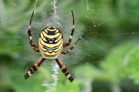 Argiope bruennichi