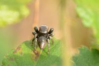 Evarcha arcuata