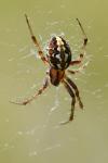 Neoscona adianta
