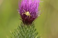 Misumena vatia