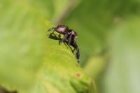 Evarcha arcuata
