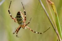 Argiope bruennichi
