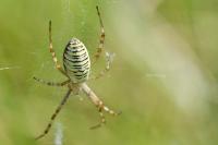 Argiope bruennichi