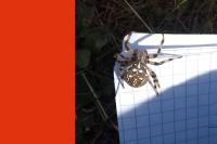 Araneus quadratus