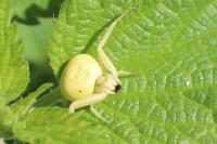 Misumena vatia