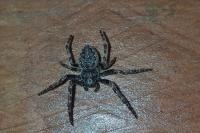 Nuctenea umbratica