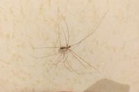 Pholcus phalangioides