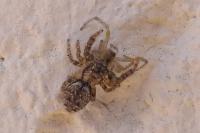 Marpissa muscosa