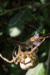 Araneus diadematus