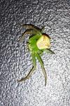 Ebrechtella tricuspidata