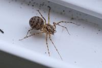 Scytodes thoracica