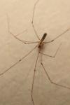 Pholcus phalangioides