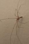 Pholcus phalangioides