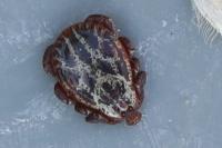 Dermacentor reticulatus